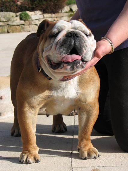 Garner Delice vanilla